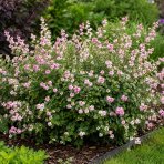 Imelovník (Symphoricarpos) ‘Symphony Rave’ - výška 40-60 cm, kont. C3L